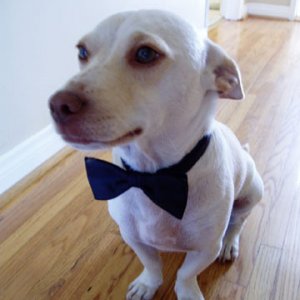 Doggy Prom