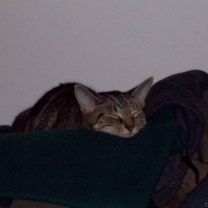 CAT_SLEEPY