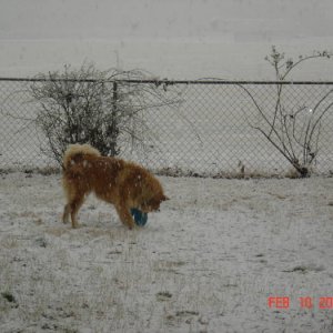 Dixie in the snow