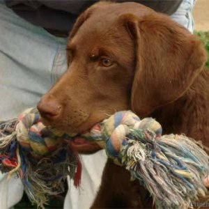 our chessie ... getting along so well with all our labradors