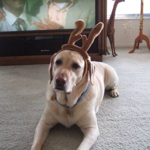 Yellow Lab/Reindeer Mickey