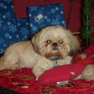 SNUGGLES LOVES TO REST UNDER THE TREE..