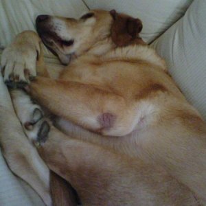 How many legs do you see?