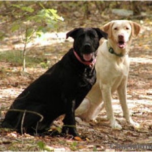 Sadie & Ellie