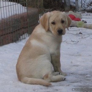 Genie the yellow lab pup