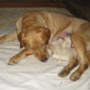 Lady and puppies