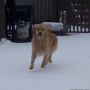 Diesel Running In The Snow