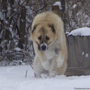 Central Asian Shepherd dog Bam Bam