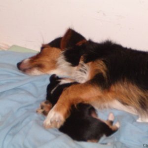 Brandi & new pup