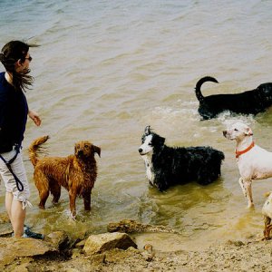 zoom and dogs at lake