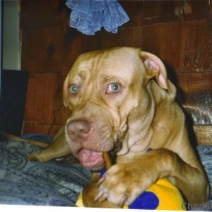 rocco4