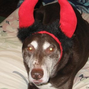 Devil dog