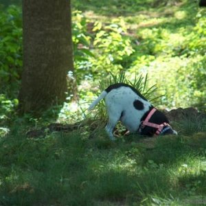 Molly with her head in a hole in the ground (5-2007)