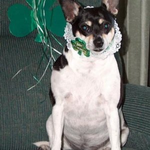 Happy St. Patrick's Day from Molly (March 2007)