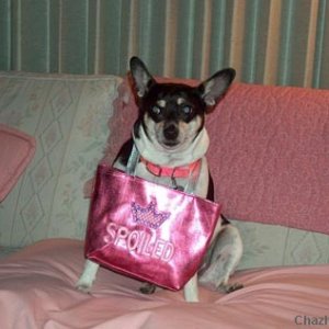 Molly with her new purse to carry her dog food in (July 2006)