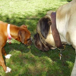 Nate and Bently Stand off!