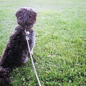 sylvie at the park