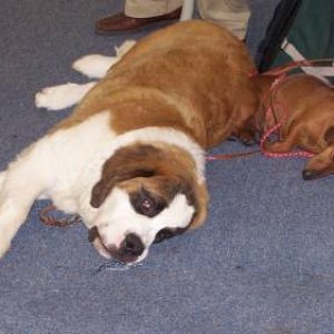 World dog show Best Buds