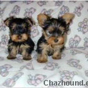 ~My Puppies!~