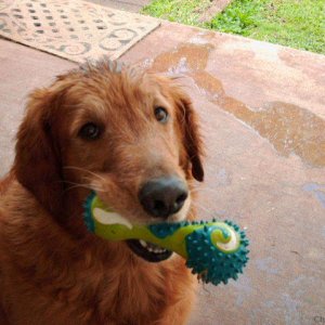 My Golden Retriever "Theo".