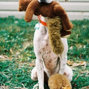 Media 'vic_has_squirrels_to_share' in category 'Member Galleries'