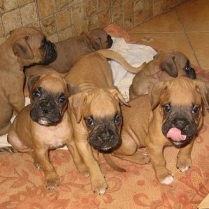 boxer's family