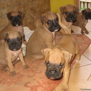 boxer's family