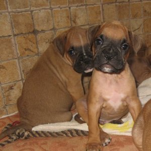 boxer's family