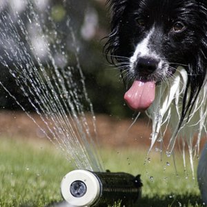 Dakota + sprinkler