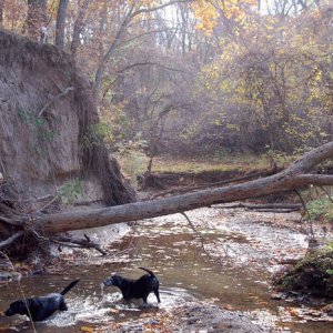 mary_in_the_creek_grapevine_day