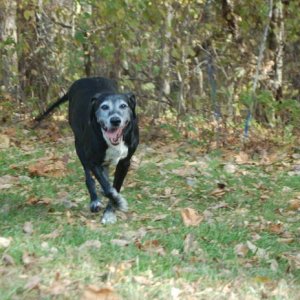 thatsa my old dog running!!! GO MARY!