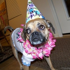 GINGER LYNN DIVA 2ND BIRTHDAY