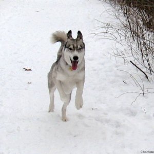 Thor Running in the Snow at the Dog Park