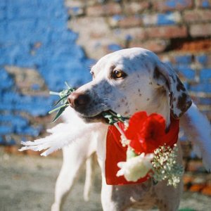 cupid looking for his valentine