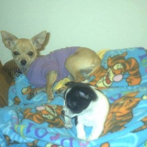 chihuahua baby's