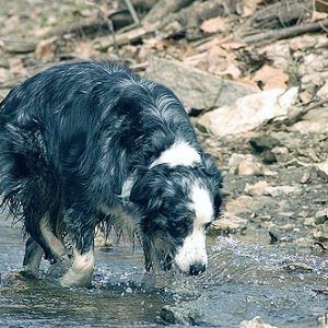 sawyer_in_stream