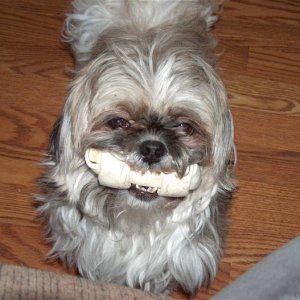 Loves Her Rawhide Bone