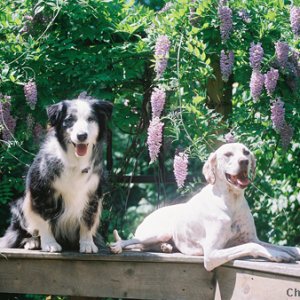 boys_and_wisteria