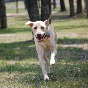 Duke in full stride