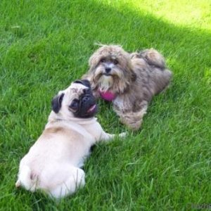 Dexi hangin' with her pug cousin Roxy