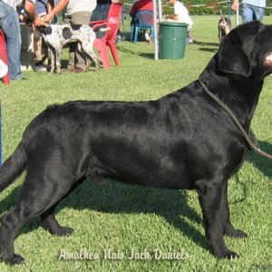 black labrador retriever