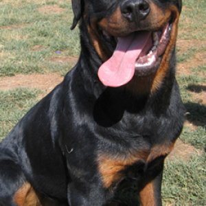 Marley the rottweiler