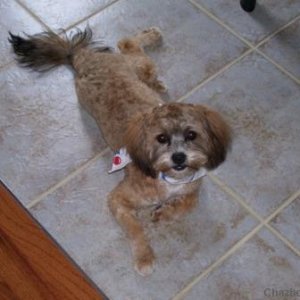 Back from the groomer's - oh where did her beautiful hair go?