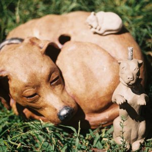 better view of curled dog