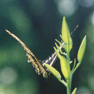 the swallowtail that hasn't left my tree for days