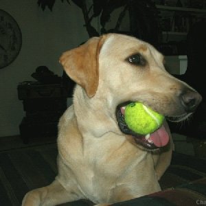 Watching TV with a Lab