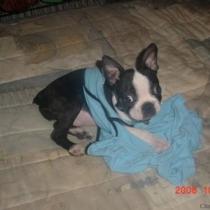 Dozer