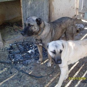 Kangal 4 years Old Celik