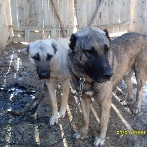 Male Kangal Female Kangal Celik Oplav