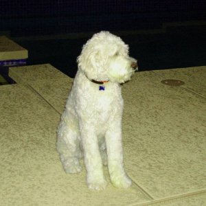 Apollo by the pool